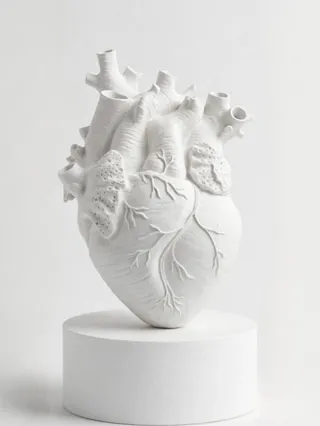 Corazón Anatómico Humano